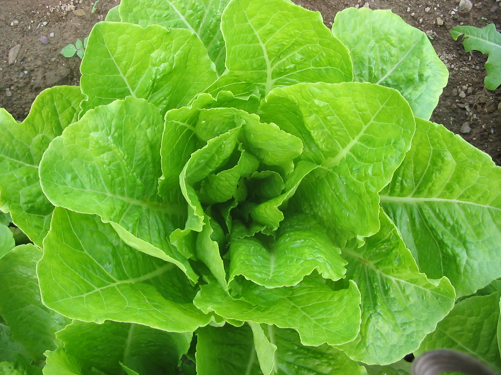 Fedco SeedsJericho Lettuce