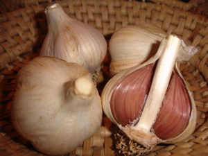 bulbs garlic