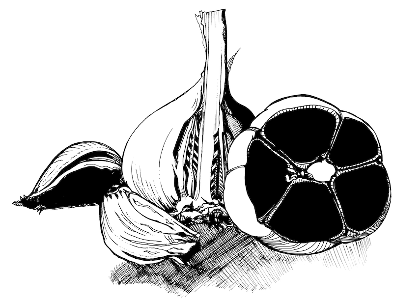A garlic clove cut open to show 
    that the cloves inside are uniform black.