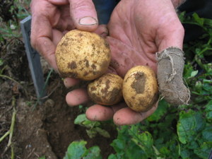 growing potatoes - middle image