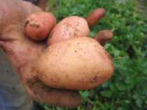 image of potatoes in hand
