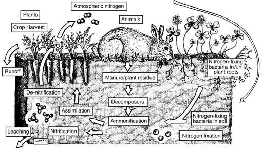 ogs nitrogen cycle image