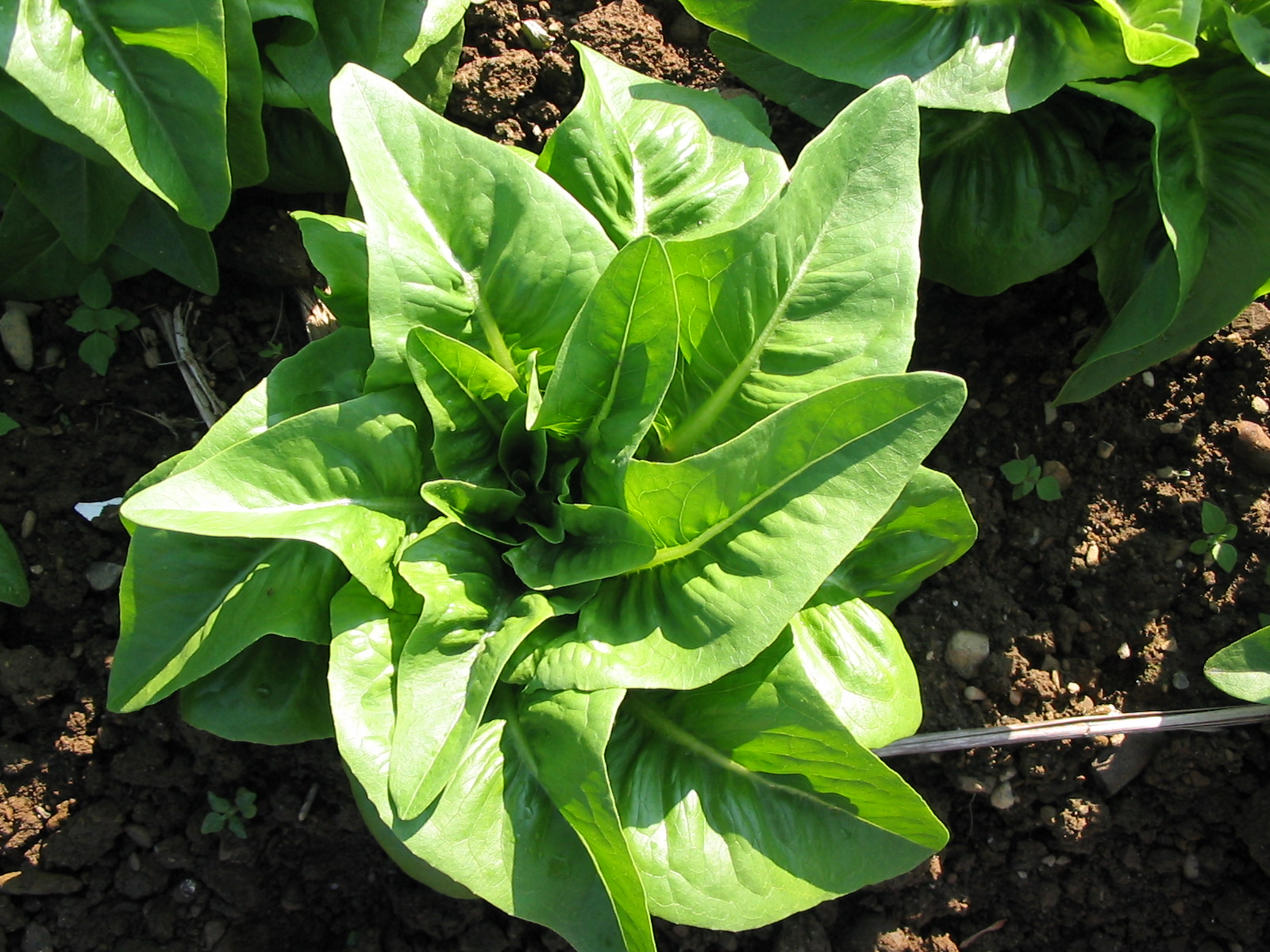 Green Deer Tongue Organic Deer Tongue Lettuce - Fedco Seeds