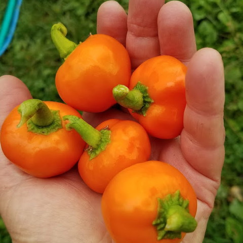 Image result for carrot bomb pepper