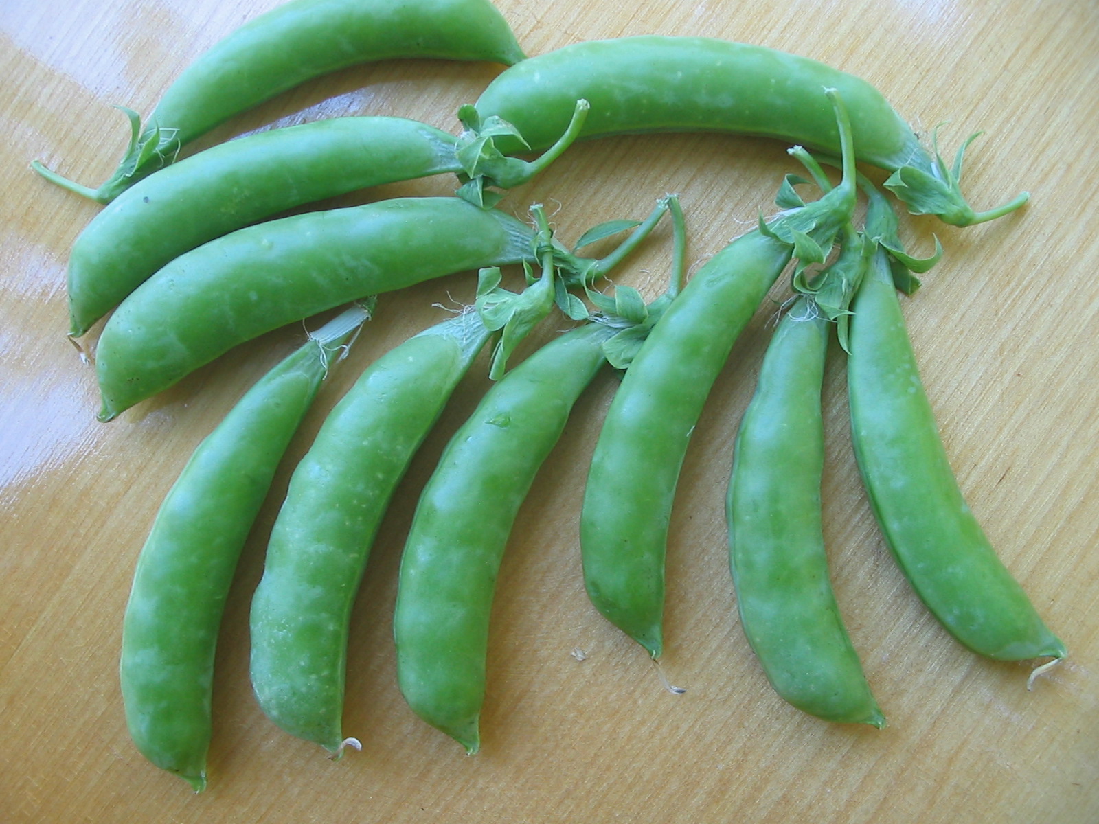 Sugarsnap Organic Snap Pea Fedco Seeds
