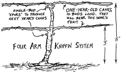 grape pruning kniffin system image