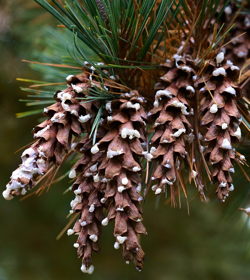 trees pine cone image