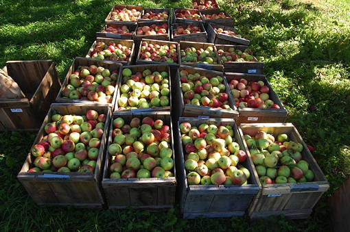 trees tasting image